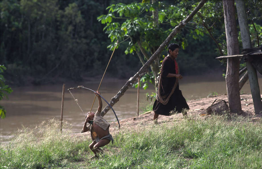 A young Ashaninka boy in Acre state practices his archery skills using arrows with blunt tips.
 

Ashaninka children learn self-sufficient skills - such as hunting and fishing - at an early age. 

In Acre state, however, the illegal logging of mahogany and cedar trees in the 1980s has decimated the Brazilian Ashaninka’s forest home. They remember this period as the ‘time of logging’, when they experienced hardship and poverty not known before contact with the loggers (brancos). Many Ashaninka died from exposure to diseases to which they had no immunity - an experience shared by other isolated tribes. Following first contact, it is common for more than 50% of a tribe to die. 

The more Ashaninka lands are encroached on by loggers, the more the danger grows that their children will no longer learn skills that have been passed down the generations, and their ancestral knowledge will eventually disappear.
