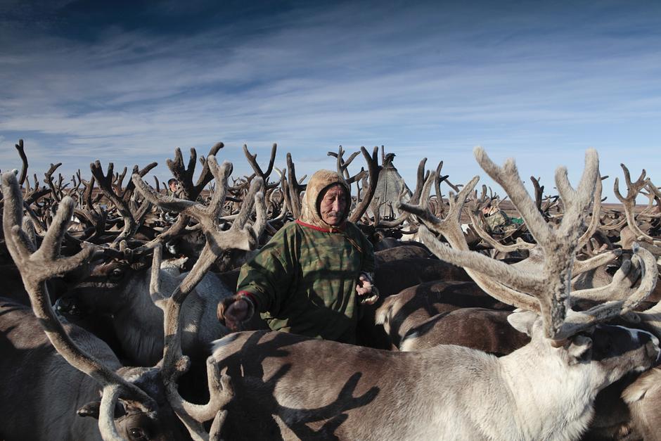 _Los renos son nuestro hogar, nuestra comida y nuestro medio de transporte_, dijo a Survival Sergei Hudi.

Los abrigos de los nénets están hechos de piel de reno. Se cosen con los nervios del animal.

Los lazos están confeccionados de tendones de reno; las herramientas y algunas partes del trineo, con sus huesos. Las cubiertas de las tiendas de campaña, de forma cónica (llamadas _choom_ o _miya_) también se hacen con piel de reno, y van montadas sobre gruesos pilares.

Cada nénets tiene un reno sagrado, que no puede tirar de un trineo o ser sacrificado hasta que ya no pueda caminar.