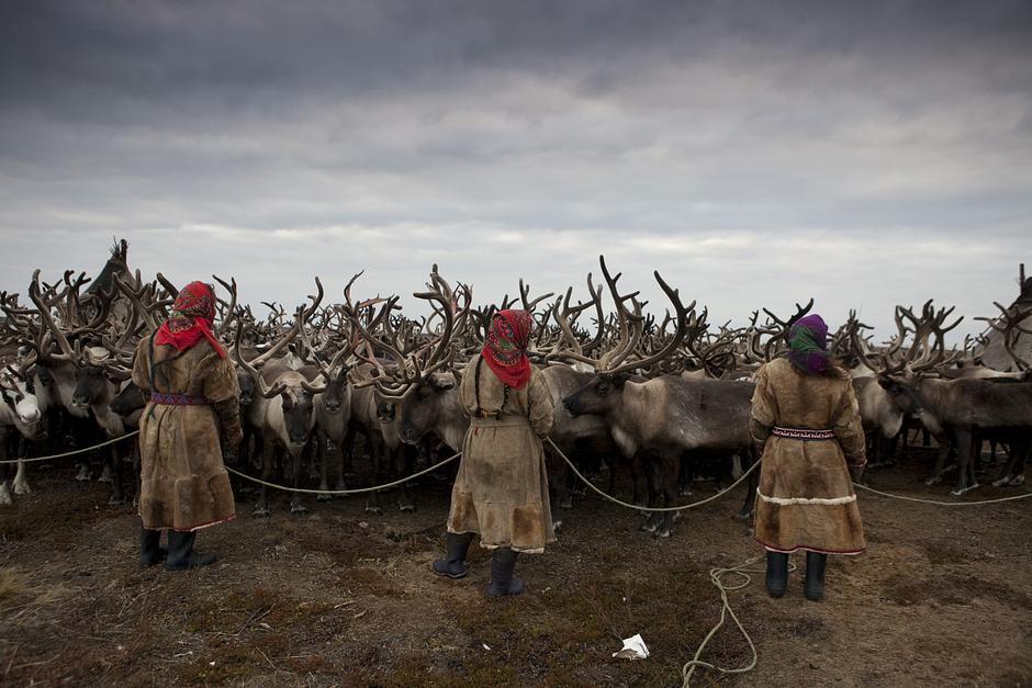 Durante la migración se topan con los muchos oleoductos, torres de perforación y carreteras de asfalto que están transformando la tundra. A comienzos de 2011 se abrió la línea férrea entre Obskaya y Bovanenkovo, de 523 kilómetros de largo y la más al norte del mundo. 

_Pedimos a las empresas que tengan en cuenta nuestro punto de vista cuando llevan a cabo las prospecciones_, dijo Sergei Hudi. _Y es importante que los gasoductos no interfieran nuestro acceso a los pastos de renos_.

Sophie Grig, investigadora senior de Survival International, explicó: _La página web de Gazprom dice que la península de Yamal es una de las regiones de gas y petróleo estratégicas en Rusia. Esto resume cómo ven el territorio ancestral de los nénets_.
