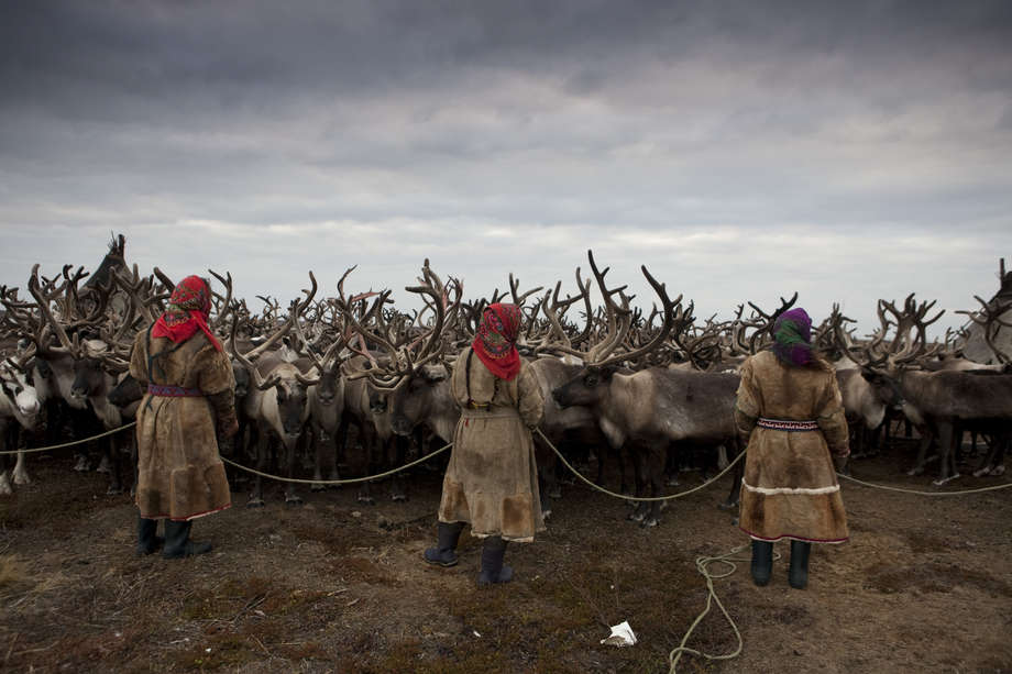 _The Nenets people have lived on and stewarded the tundra's fragile ecology for hundreds of years_ said Sophie Grig of Survival International. _No developments should take place on their land without their consent, and they need to to receive fair compensation for any damages caused._

With countries and corporations clamouring for a piece of the Arctic, scientists scrambling to study the changing environment and Gazprom's announcement that additional gas fields on the peninsula will be ready for production in 2019, their concerns are ever more urgent. 