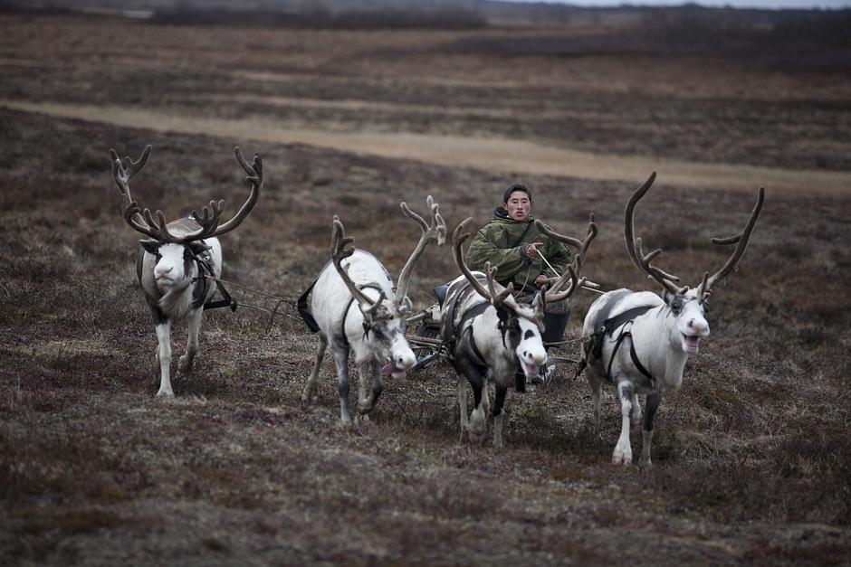 The chosen one: every Nenets herder has a sacred reindeer, which must not be harnessed or slaughtered until it is no longer able to walk.  