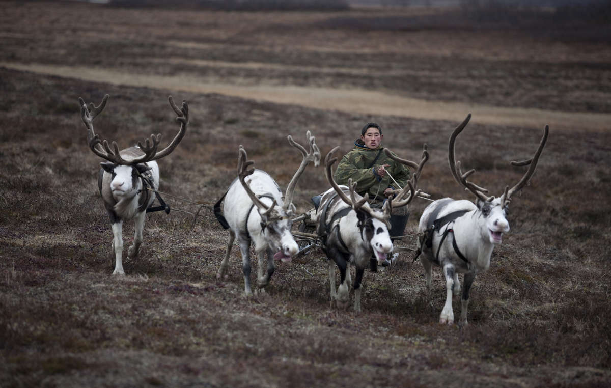 I popoli tribali dipendono dalle renne per cibo, trasporti, case e calore.