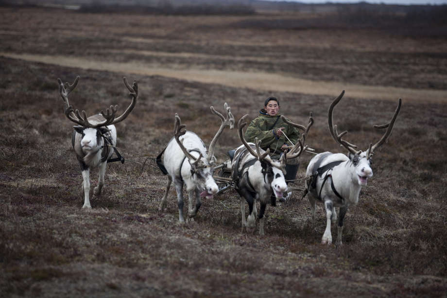 The chosen one: every Nenets herder has a sacred reindeer, which must not be harnessed or slaughtered until it is no longer able to walk.  