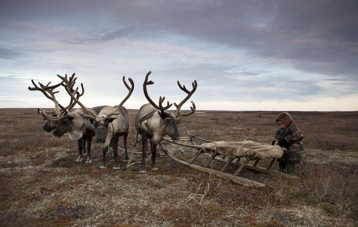 Dans le monde entier, des peuples indigènes tels que les Nenets de Russie, sont dépendants de leurs rennes.