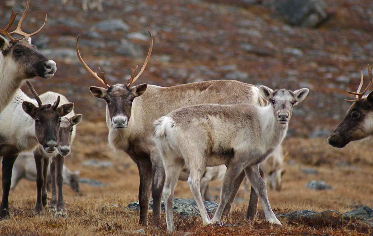 The caribou is central to the lives and cultures of indigenous peoples across the sub-Arctic.