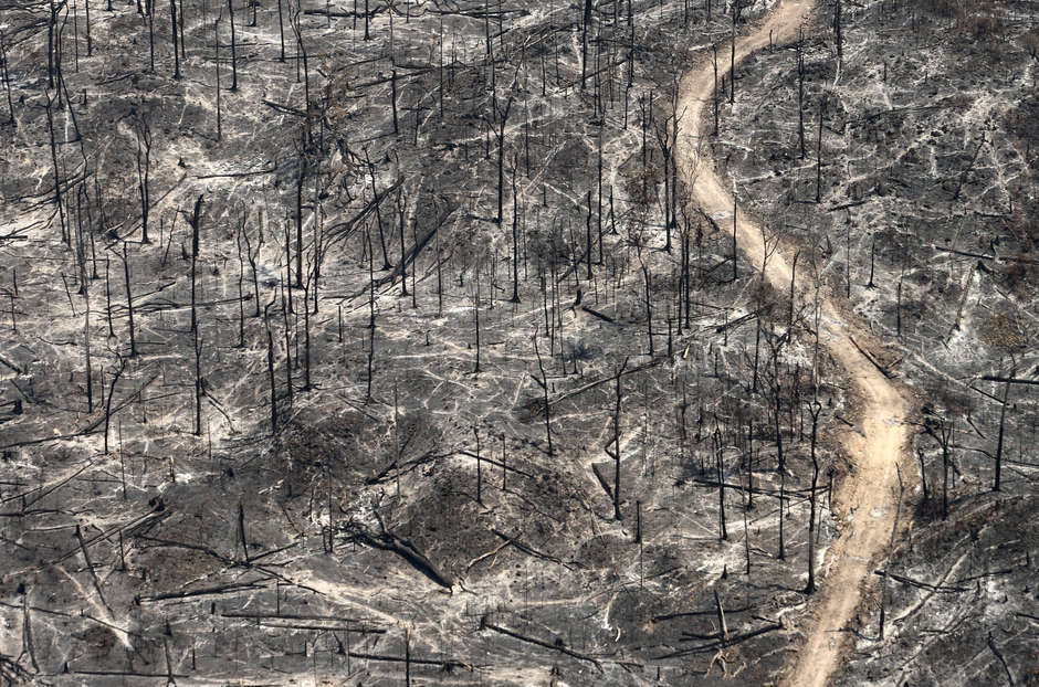 Abholzung tötet unkontaktierte Indigene, weil sie das Land zerstört, von dem ihr Überleben abhängt. Paraguays Chaco-Wald – der letzte Rückzugsort der unkontaktierten Ayoreo – wird durch eine der höchsten Abhilzungsraten der Welt zerstört.