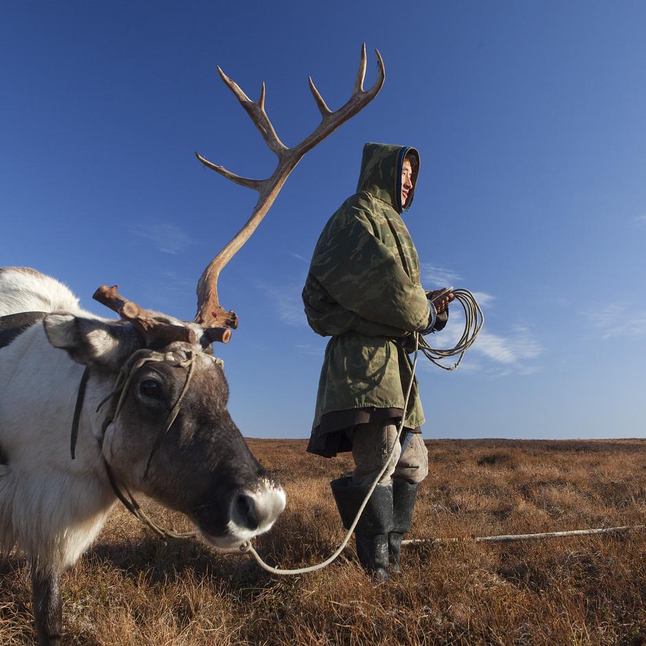 The Nenets use reindeer skin to make clothes.  A Nenets man wears a 'malitsa' which is made of around 4 reindeer skins, while women wear a 'yagushka' which is made from 8 reindeer skins.  Both wear hip-high reindeer-skin boots which they stuff with sedge grass for extra warmth.  