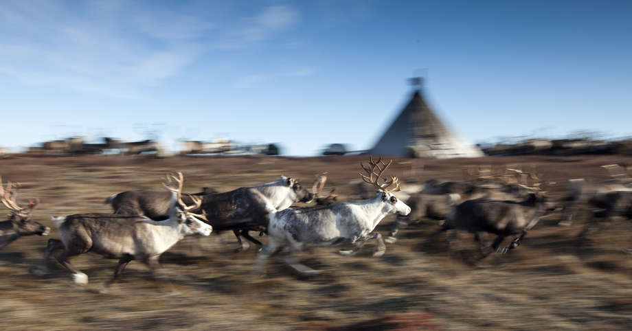 Nenets herders move seasonally with their reindeer, travelling along ancient migration routes.

During the winter, when temperatures can plummet to -50C, most Nenets graze their reindeer on moss and lichen pastures in the southern forests, or _taigá_.  

In the summer months, when the midnight sun turns night into day, they leave the larch and willow trees behind to migrate north. 

By the time they have crossed the frozen waters of the Ob River and reached the treeless tundra on the shores of the Kara Sea, they might have travelled up to 1,000 kms.
