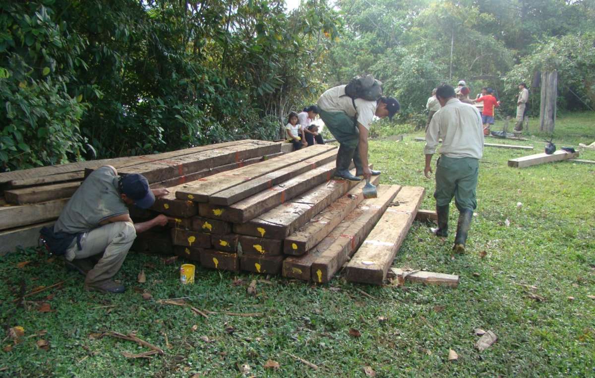 Illegally harvested wood seized during SERNANP raid in Manú National Park.
