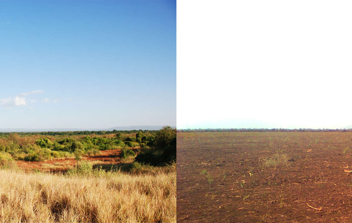 Les forêts et la savane de la vallée de l'Omo (gauche) sont rasées pour faire place aux plantations (droite).