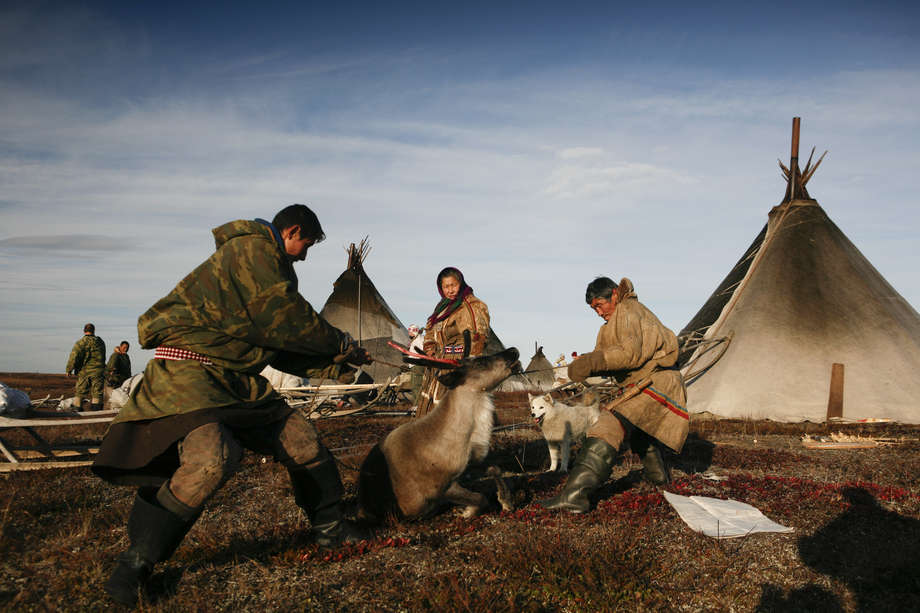 Reindeer meat is the most important part of the Nenets' diet.  It is eaten raw, frozen or boiled, together with the blood of a freshly slaughtered reindeer, which is rich in vitamins.  

Every Nenets has a sacred reindeer, which must not be harnessed or slaughtered until it is no longer able to walk.
