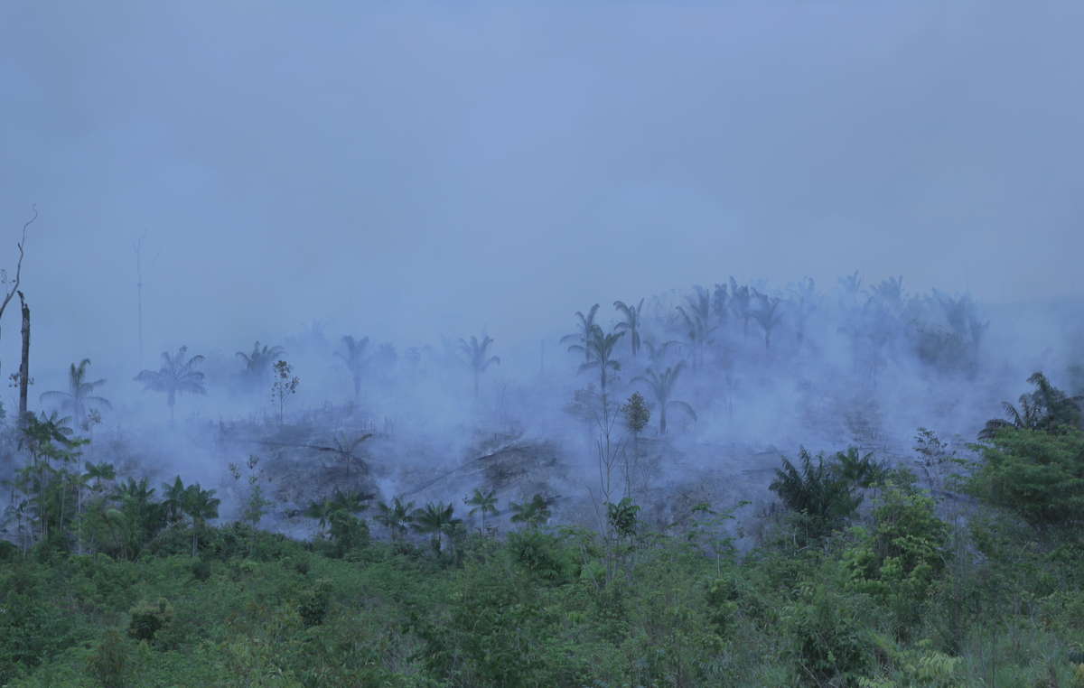 Il fuoco minaccia di distruggere completamente la foresta degli Awá incontattati (foto d’archivio).
