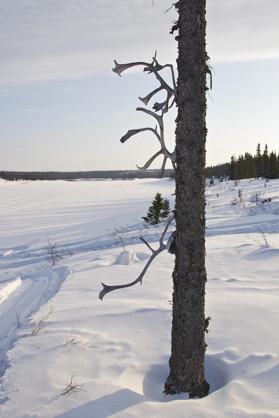 The Innu must scrupulously share the meat and carefully preserve the leg bones; throwing them away is disrespectful to _kanipinikat sikueu_, the 'Master' spirit of the caribou. 

No part of the caribou is wasted; antlers are hung high in the trees.