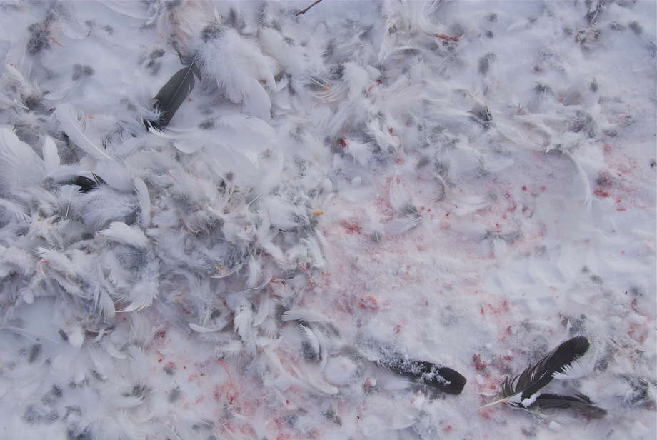 Die Federn von Schneehühnern liegen auf dem Eis. Dazwischen Tropfen von Rentierblut und Fußspuren der Huskys.

Schneehühner haben zehnmal mehr Niacin als andere Fleisch- und Fischsorten. 


