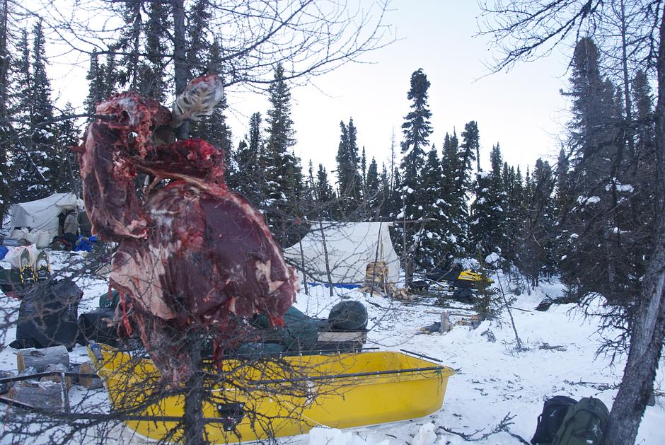 During the walk the Innu hunted for and ate fresh caribou meat.

Caribou has over twice the protein content of tinned meat, one tenth the amount of saturated fat, three times the amount of vitamin C and nearly nine times the amount of iron.

_What the kids eat today is making them sick_, says Innu Elder, Joe Pinette. _What they ate in the country never made them sick.  Once their parents bought junk food, the kids started to have problems_.
