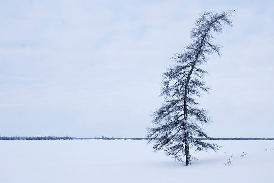 The Innu people's affinity for _nutshimit_ is at the root of their identity.

They have an intimate knowledge of their plants and animals: the golden sap of spruce trees, for example, is used  as a glue for canoe-building, an ointment for sunburn and a chewing-gum.

_The land is your life_, says Innu Elder, George Rich. _Without it, you are nothing; everything that is connected to the land is a symbol of who you are as a human being_.
