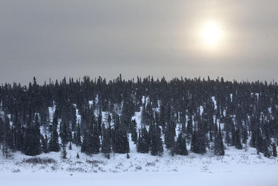 _Nitassinan_, as the Innu call their homeland of spruce forests and snaking rivers, had been theirs for approximately 7,500 years; it had crafted their history, skills, cosmology and language, and had provided a diverse and nutritious diet.

As well as caribou, the Innu also hunted bear, marten and fox, and small game such as beaver, porcupine, partridges, ptarmigan, ducks and geese.  

They fished for trout, salmon and arctic char in the deep lakes, and gathered blueberries and crab apples in the fall.