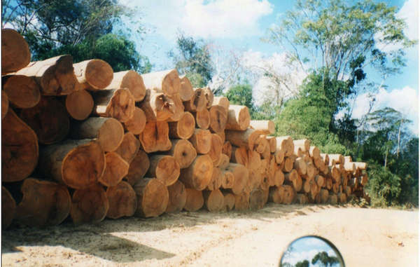 La tala ilegal es desenfrenada dentro y en los alrededores del territorio kawahiva (imagen de archivo).