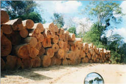 Belege für illegale Abholzung entlang der geplanten Streckenführung