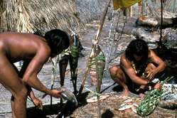 Hombres enawene nawe cocinan pescado en su comunidad.