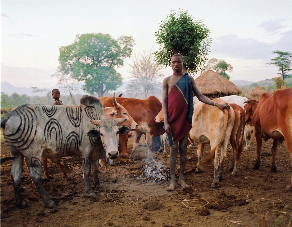 A Mursi man stands with his cows next to a smouldering fire in the lower valley of the Omo River, Ethiopia.  Cattle are the Mursi tribe's most treasured possessions.

Agro-pastoralist peoples have lived with their cattle along the Lower Omo for several thousand years. Today, however, the Mursi and other tribes' homeland is threatened by the construction of Gibe III, a massive hydroelectric dam, and by the leasing of vast tracts of tribal land to foreign companies and individuals in order to grow and export biofuels, cotton and food.  The dam will block the southern part of the river, so ending the Omo's natural flood cycle and jeopardizing the tribes' flood-retreat cultivation methods.

_When we had a lot of flood water in the Omo River we were very happy_, said a Mursi man. 

_Now the water is gone and we are all hungry. Please tell the government to give us back the water._ 