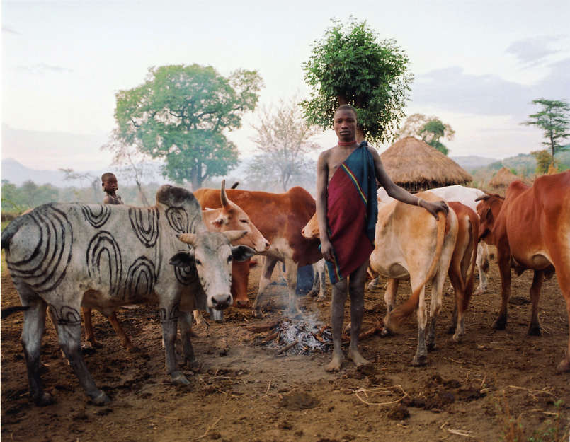 A Mursi man stands with his cows next to a smouldering fire in the lower valley of the Omo River, Ethiopia.  Cattle are the Mursi tribe's most treasured possessions.

Agro-pastoralist peoples have lived with their cattle along the Lower Omo for several thousand years. Today, however, the Mursi and other tribes' homeland is threatened by the construction of Gibe III, a massive hydroelectric dam, and by the leasing of vast tracts of tribal land to foreign companies and individuals in order to grow and export biofuels, cotton and food.  The dam will block the southern part of the river, so ending the Omo's natural flood cycle and jeopardizing the tribes' flood-retreat cultivation methods.

_When we had a lot of flood water in the Omo River we were very happy_, said a Mursi man. 

_Now the water is gone and we are all hungry. Please tell the government to give us back the water._ 