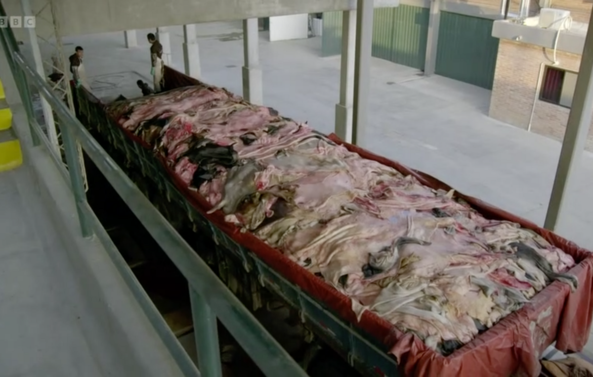 Raw cattle hides being processed at the Chortitzer factory, Paraguay.
