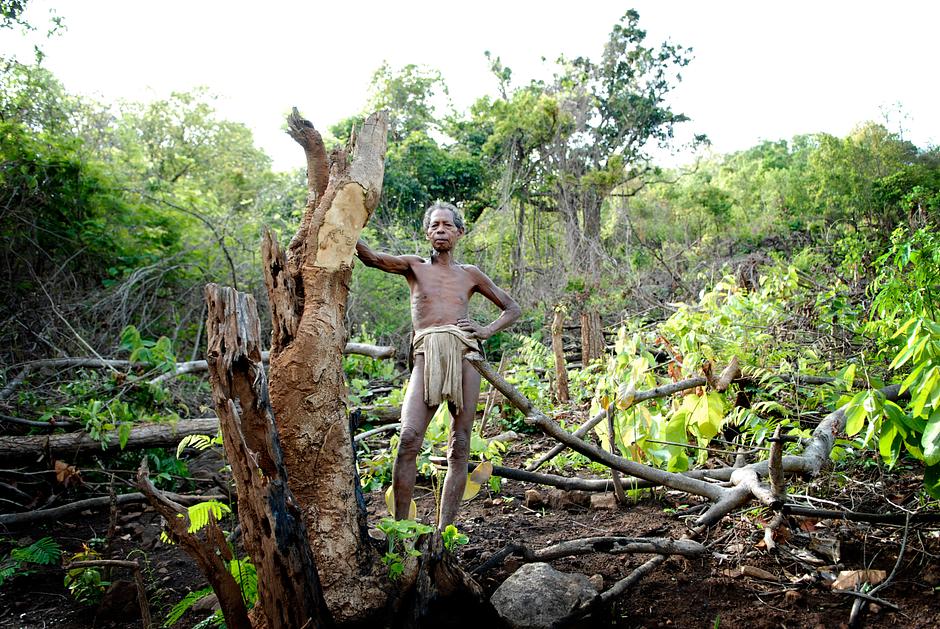 Kolu, of the Dongria Kondh tribe, on the lower forested slopes of the Niyamgiri Hills in southern Odisha, India.

The Dongria Kondh call themselves Jharnia, meaning ‘protector of streams’, as they have long been the guardians of the mountains and life-giving rivers that rise within Odisha's thick forests.

The Dongria Kondh have recently fought mining giant Vedanta Resources, which intended to construct an open-cast mine on their land.  The mine would have affected the tribe's sacred mountain, and with it their way of life and identity as a people.

_We don’t want to leave. Our forefathers lived here for generations.  I cannot say what will happen when I die, but while I’m alive, Vedanta will not enter this village_, a Dongria Kondh father told Survival.