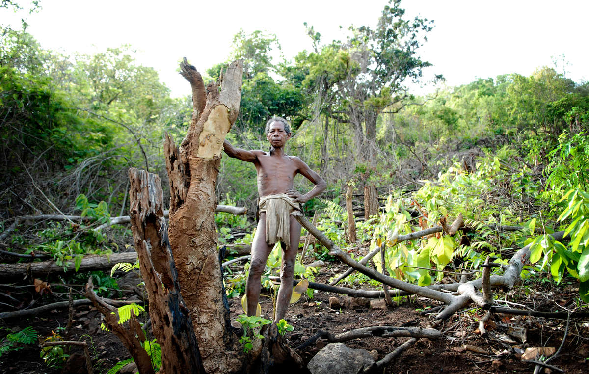 Kolu a tribal shifting cultivator stands over his recently cleared plot on the lower forested slopes of southern Orissa. Shifting cultivation has been a sustainable practice of the tribes for hundreds of years.