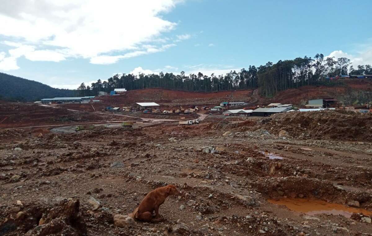 La forêt qui abrite des Hongana Manyawa non contactés est en train d'être rapidement détruite à cause de l'exploitation du nickel.