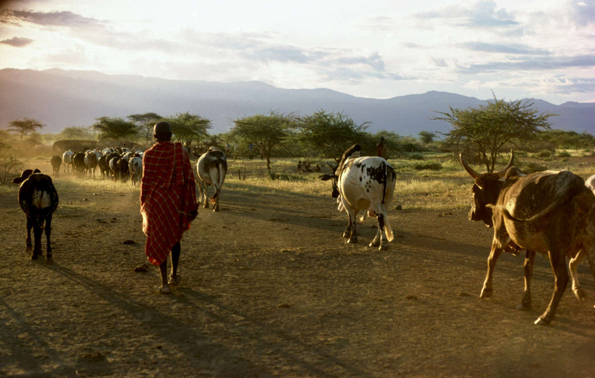 Maasai herder with his cattle, Kenya.