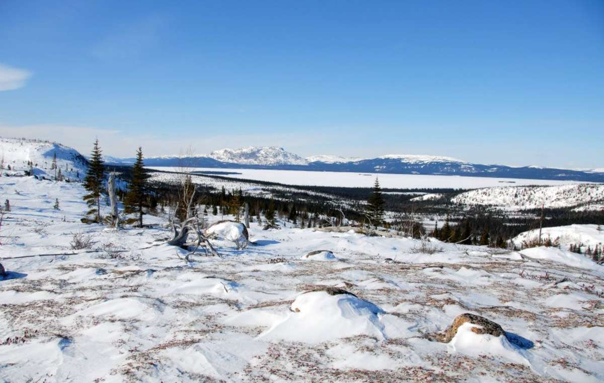 Les projets industriels canadiens détruisent les pâturages des rennes.