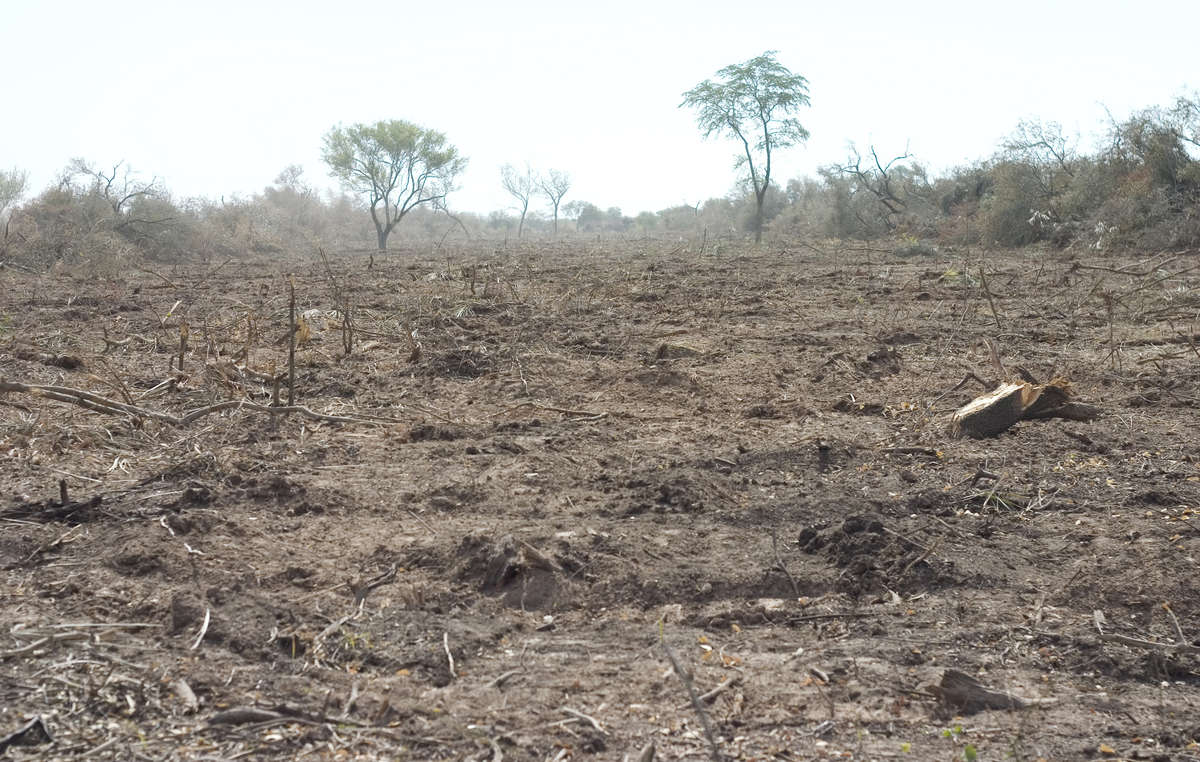 Gran parte de la tierra de los ayoreos-totobiegosodes está siendo deforestada por los ganaderos.