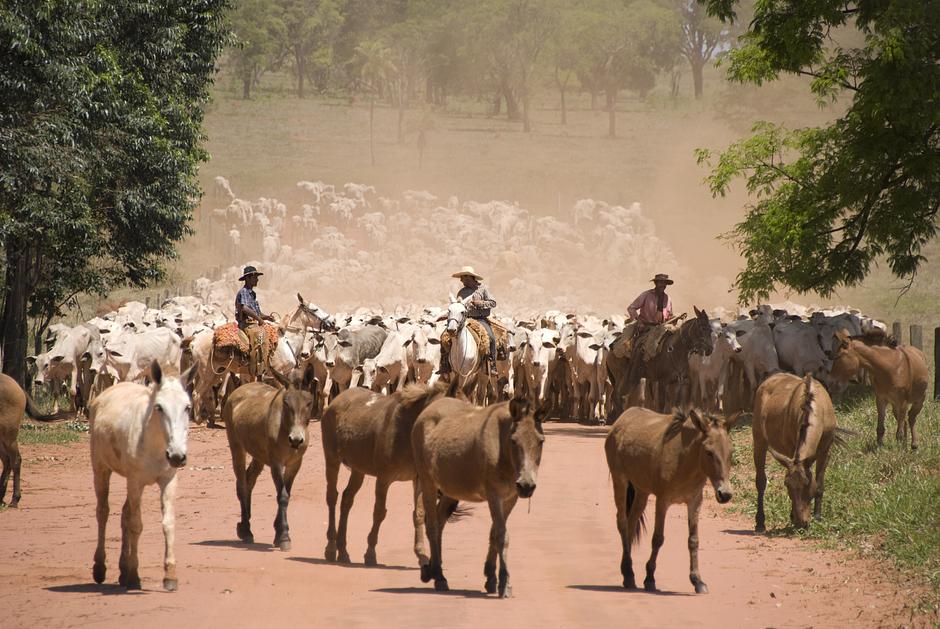 La actividad agroganadera roba y explota la tierra de pueblos indígenas no contactados. El ganado pasta en tierra de los indígenas no contactados kawahivas de Brasil, mientras ellos se enfrentan a la extinción. Y viven en una huida constante, luchando por sobrevivir. 
