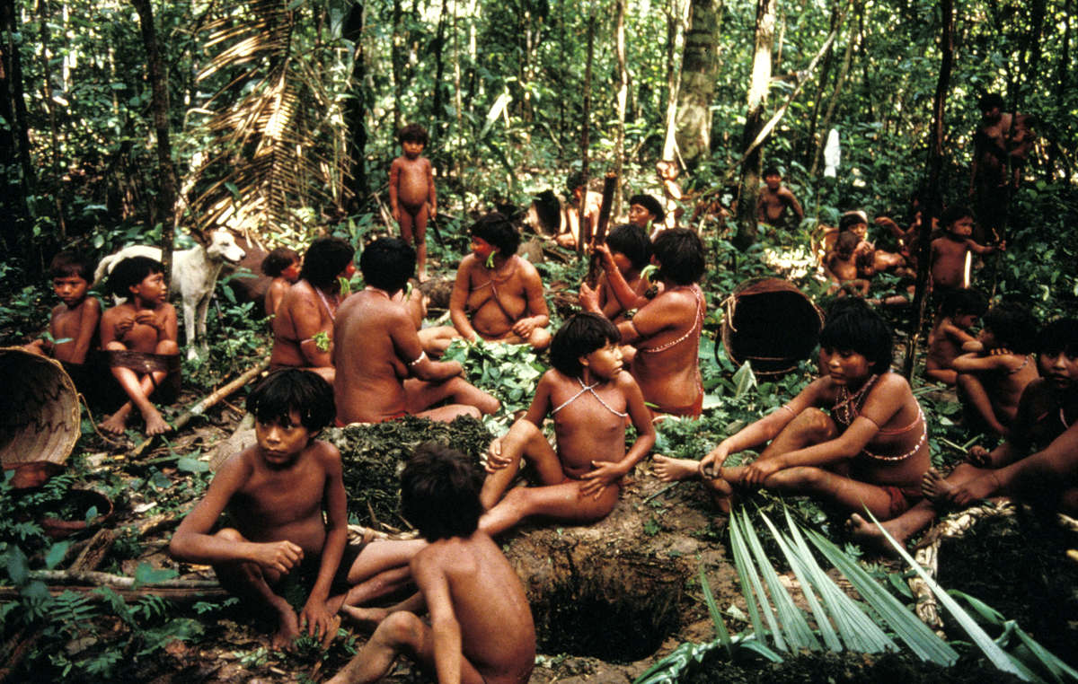 Yanomami preparam veneno de timbó, um cipó, usado para atordoar os peixes, Demini, Brasil
