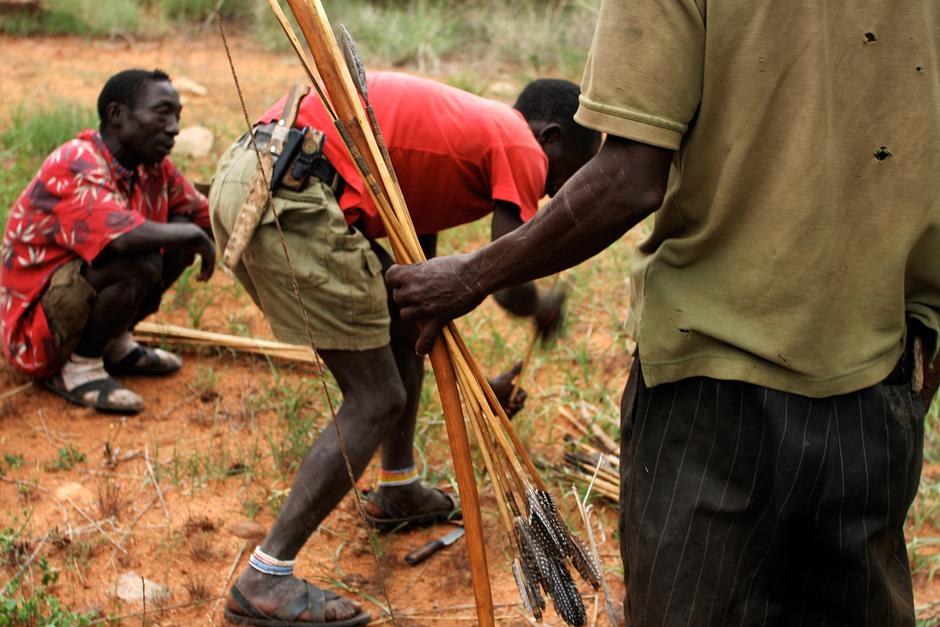 Until thirty years ago, the Hadza frequently hunted large animals like zebra, giraffe and buffalo in the dense acacia bushland of their homeland Yaeda Chini.  They shared their home with rhinoceros and lion, elephant and large herds of savannah animals.

Most large mammals have now decreased greatly in number so that today the Hadza mostly hunt dik-dik (a small antelope), monkeys, bush pig, warthog and impala, with occasional eland and kudu.


