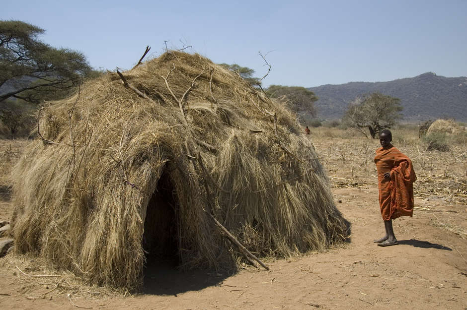 The Hadza make huts by bending tree branches into round structures, and covering with grass.