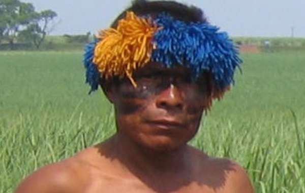 Un Guarani devant des plantations de canne à sucre cultivée sur ce qui fut autrefois sa forêt.