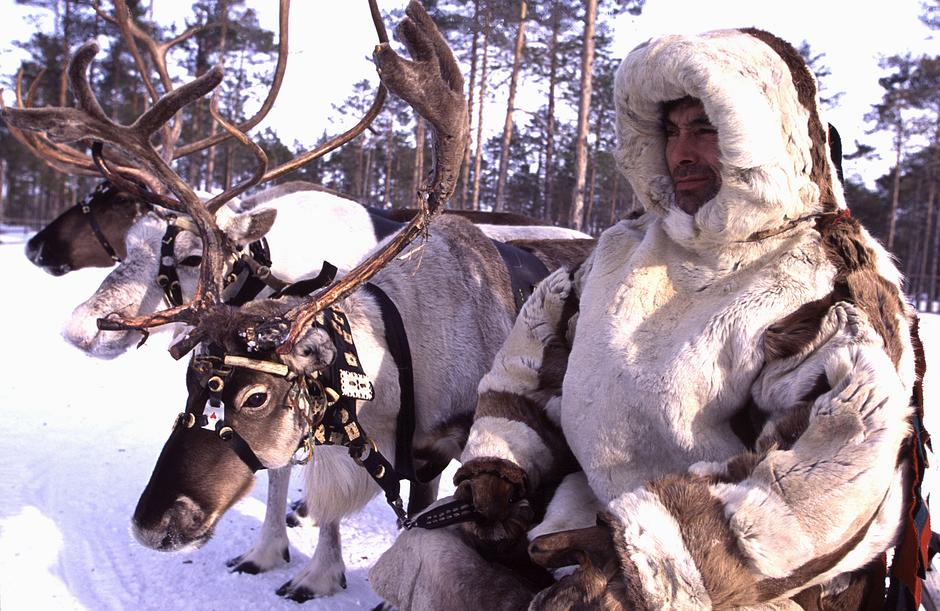 Reindeer in Europe and Asia have sustained tribal peoples for millennia. Stalin had their shamans killed or imprisoned; the oil industry is now destroying the lichen the reindeer live on. 