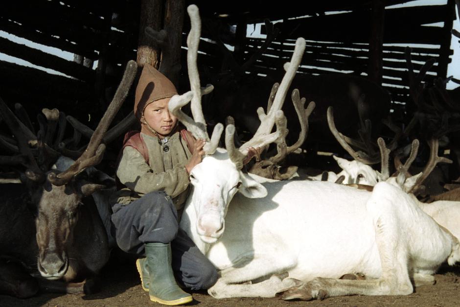 Reindeer can regulate their body temperature by reducing the blood temperature in their legs and drawing heat up into their core. The antlers, which are shed and regrown annually, are one of the fastest growing non-cancerous tissues known to science. 