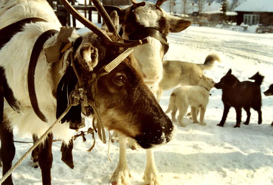 The fat content of reindeer milk is 22%; six times as much as that of a cow.
