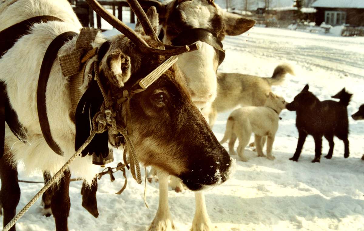 Una renna evenk. Il contenuto di grassi del latte di renna è sei volte superiore a quello di mucca.