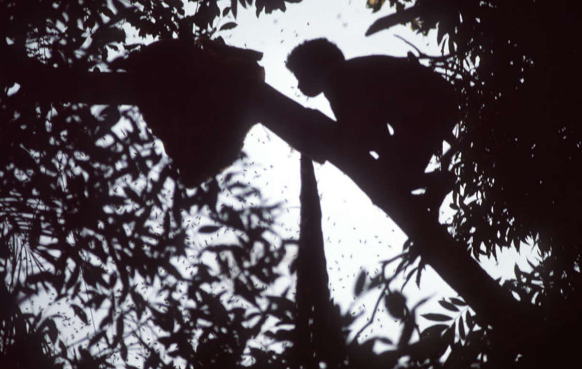 A Batak man harvests honey from the forest canopy