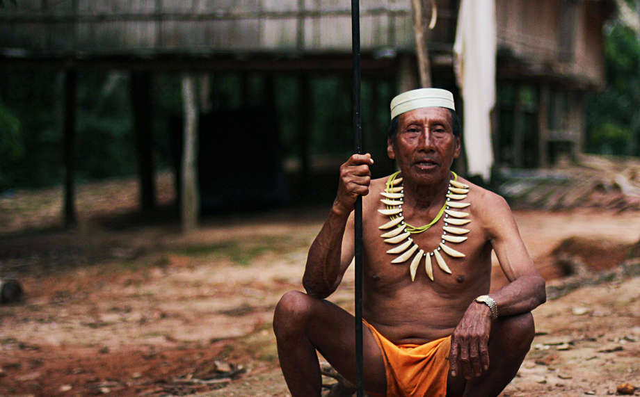Salomon Dunu Uaqui Moconoqui, un grand-père matsés et expert en plantes médicinales, a été l’un des premiers de son groupe à être contacté par les missionnaires évangélistes américains en 1969. Il porte un collier confectionné en dents de jaguar et tient une lance faite de bois de pejibaye. 

Les Matsés, connus comme le ‘peuple du jaguar’ au Pérou et au Brésil, sont divisés entre ceux qui sont tsasibo et ceux qui sont macubo, termes qui se réfèrent à la manière dont ils se comportent à l’égard des autres êtres humains, esprits et animaux. Depuis le moment de sa conception, le groupe auquel appartient un Matsés est déterminé par celui de son père. 

Aujourd’hui, les Matsés sont menacés de perdre leurs terres au profit de la compagnie pétrolière canadienne Pacific Rubiales qui prévoit d’ouvrir des centaines de kilomètres de lignes de test sismiques à travers leur forêt et de forer des puits d’exploration pétrolière.

_Nos ancêtres nous ont toujours dit que les étrangers étaient source de conflit_, nous dit Marcos, un Matsés. _Comme pendant la période du boom du caoutchouc, ils reviennent encore pour créer des conflits parmi nous. En tant que peuple indigène, nous avons besoin d’espace pour habiter et pouvoir chasser. Je suis prêt à affronter la compagnie pétrolière, comme nos pères nous ont préparés à le faire_.

Survival International mène une campagne internationale pour empêcher que les terres des Matsés soient dévastées par Pacific Rubiales et faire en sorte que leur survie en tant que peuple ne soit pas compromise. 

http://www.survivalinternational.org/tribes/matses


