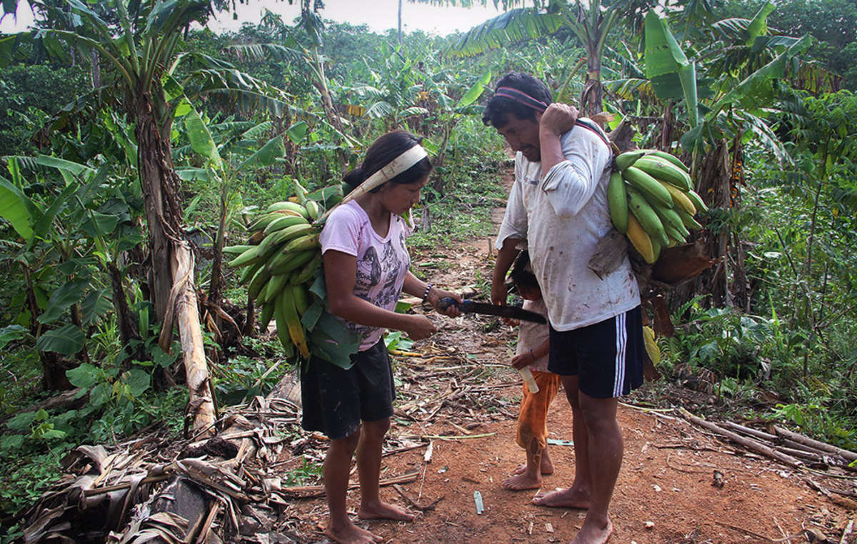 A Matsés family gathering plantains.