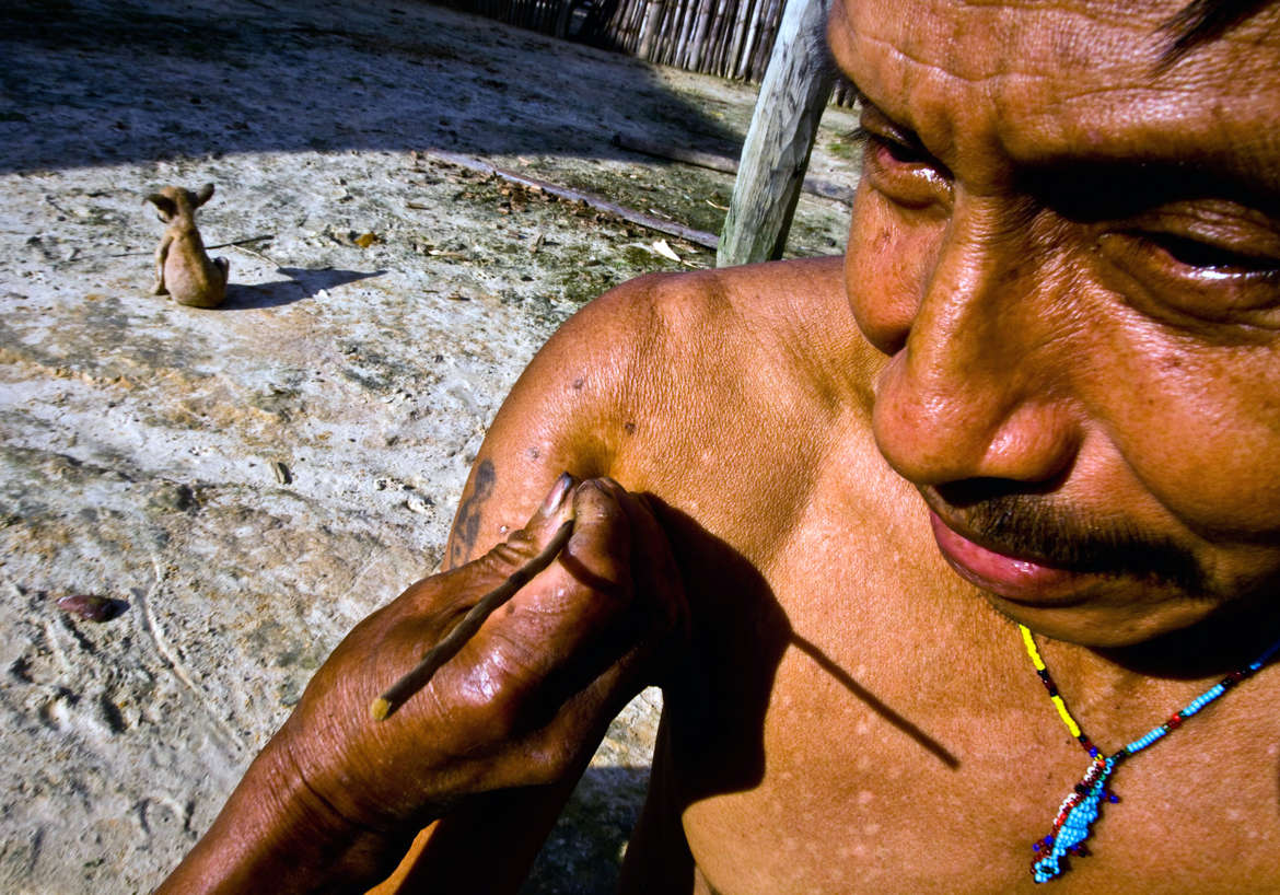 Un uomo Matsés inietta la secrezione velenosa della rana nel compagno. Su braccia e petto si vedono le piccole cicatrici delle punture precedenti.