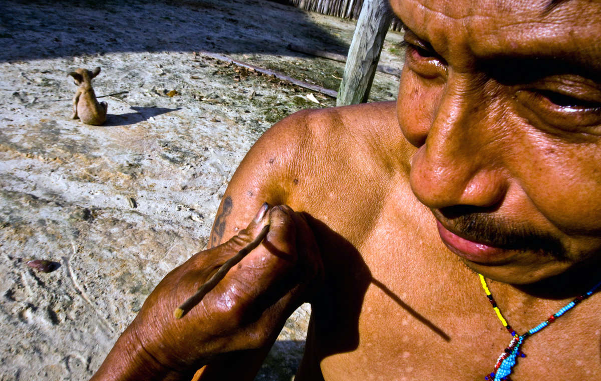 Einem Matsé wird Froschgift aufgetragen. Seine Arme und Brust weisen Narben an den Stellen auf, wo das Gift schon einmal angewendet wurde.