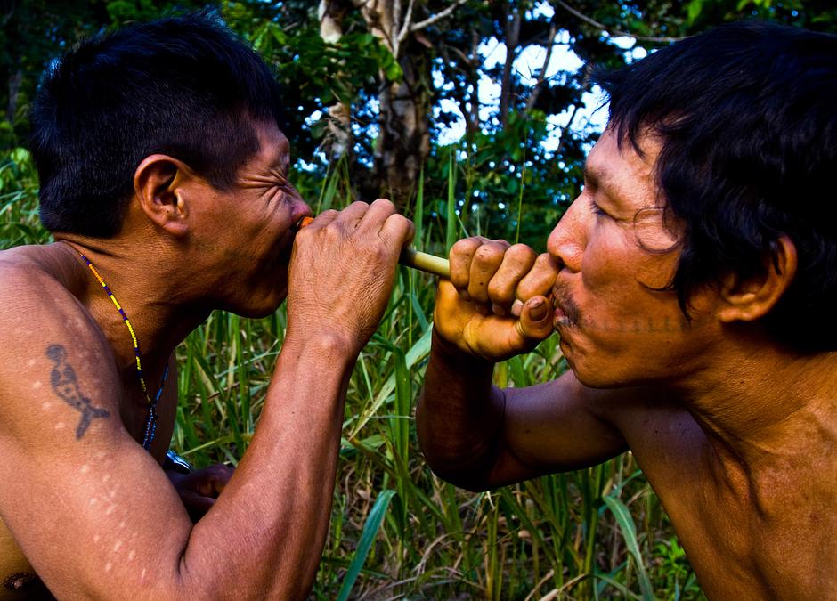 El _nënë_, o polvo de tabaco, se sopla en la nariz de un hombre matsés para mejorar su fuerza y su energía.

