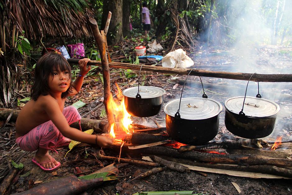 Plantain is an essential part of the Matsés diet, and is grown in every garden. 

Matsés women are responsible for making _chapo_, a sweet plantain drink. The ripened fruit is cooked and its soft flesh then squeezed through homemade palm-leaf sieves.

