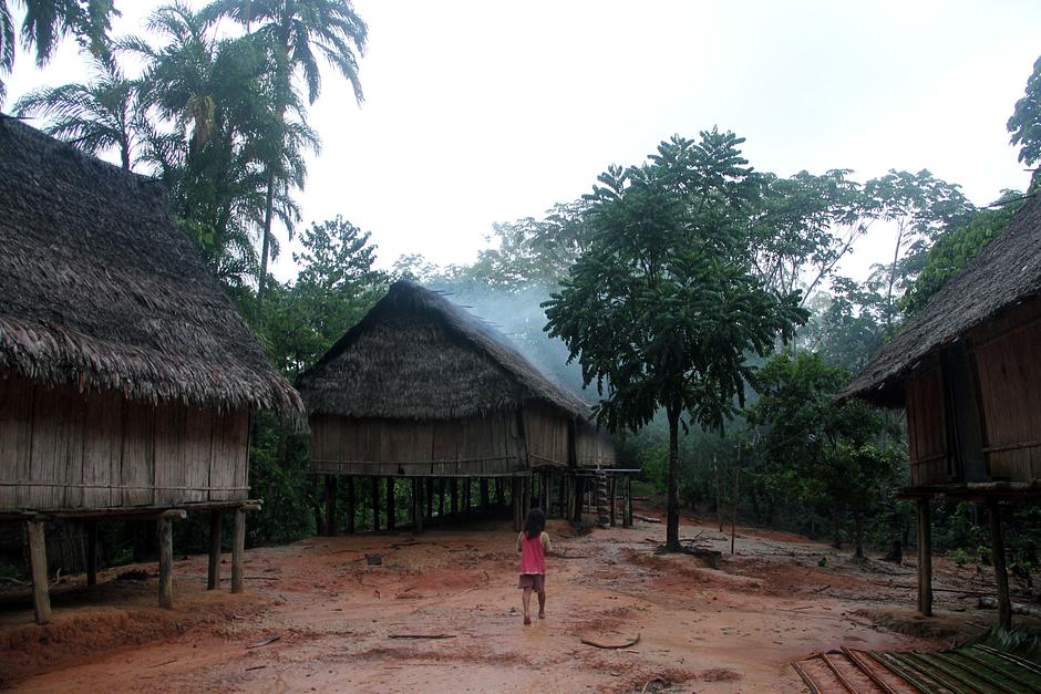 Uncontacted peoples live close to the Matsés in both Peru and Brazil. During the 1990s, loggers flooded into Matsés territory, forcing uncontacted Indians to flee; today, according to the Matsés, they are slowly returning.

_When loggers invaded our lands, the uncontacted people disappeared from the forest. Now we have expelled the loggers and the Indians are returning_.  

_But the oil company will force them to flee once more_.